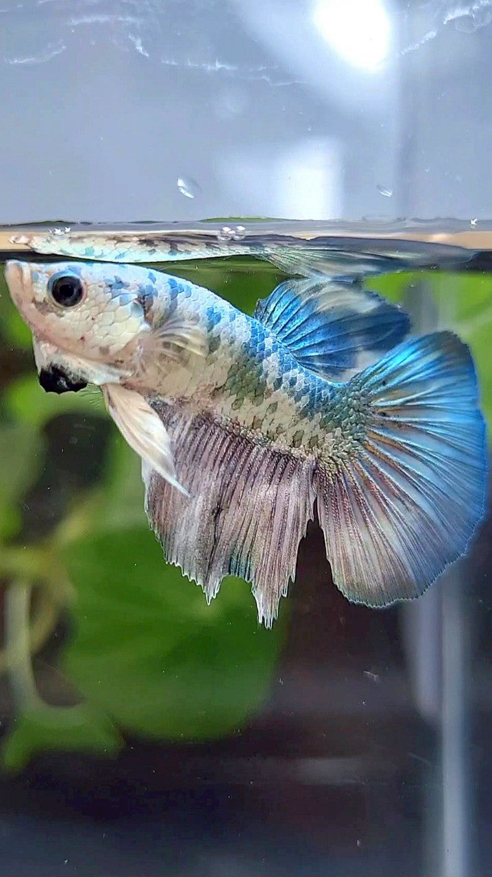HALFMOON COPPER DOTS MARBLE BETTA FISH