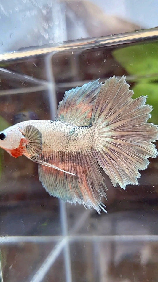 HALFMOON ROSETAIL COPPER RIM MARBLE FLAMINGGO PATTERN BETTA FISH