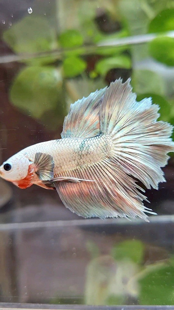HALFMOON ROSETAIL COPPER RIM MARBLE FLAMINGGO PATTERN BETTA FISH