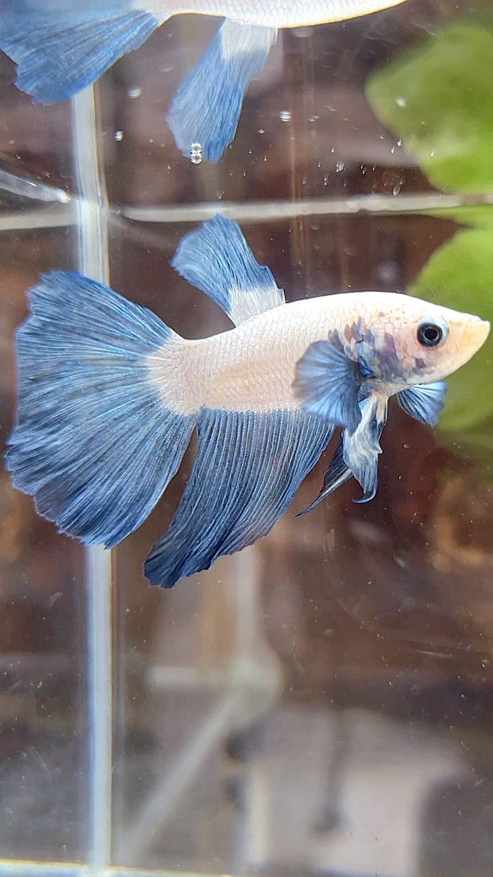 HALFMOON BLUE RIM BICOLOR BETTA FISH