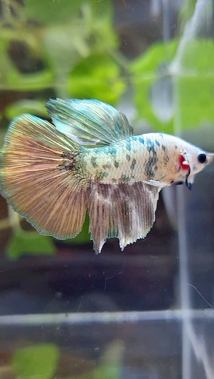HALFMOON COPPER DOTS MARBLE BETTA FISH