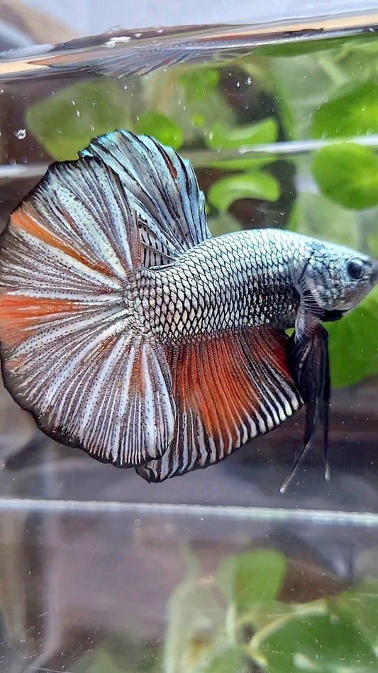 GIANT HMPK BO 5,3CM+ FULL COPPER ORANGE WASH BETTA FISH