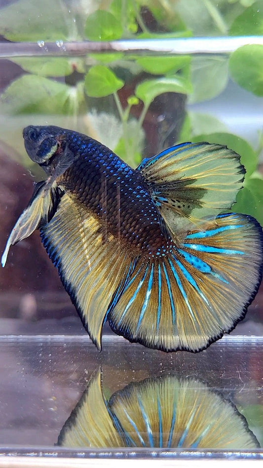 GIANT HMPK BO 5,2CM+ BLACK YELLOW MUSTARD GAS BETTA FISH
