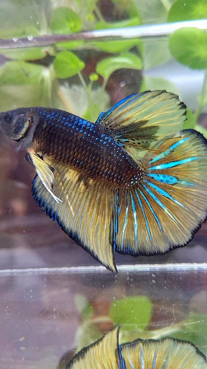 GIANT HMPK BO 5,2CM+ BLACK YELLOW MUSTARD GAS BETTA FISH