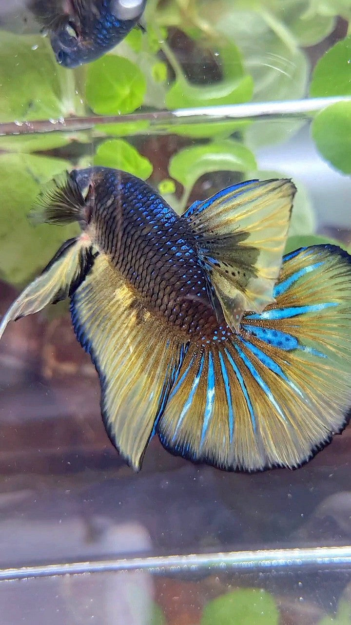 GIANT HMPK BO 5,2CM+ BLACK YELLOW MUSTARD GAS BETTA FISH