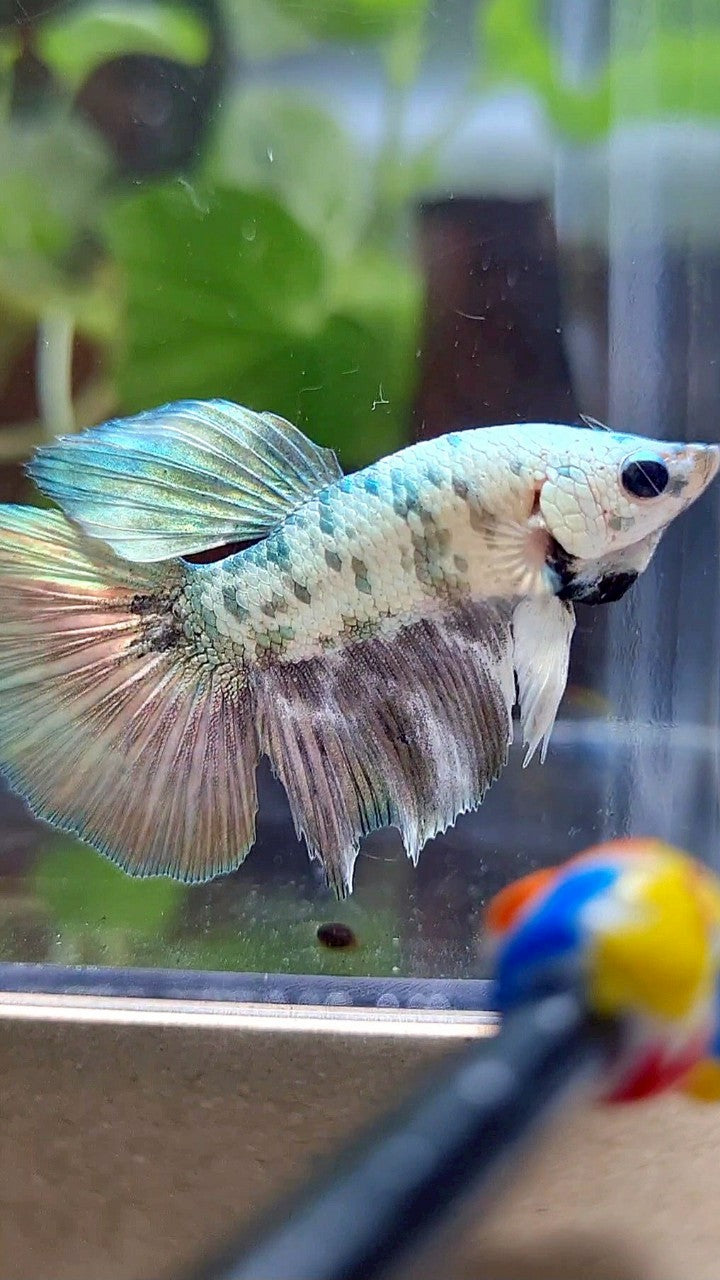 HALFMOON COPPER DOTS MARBLE BETTA FISH