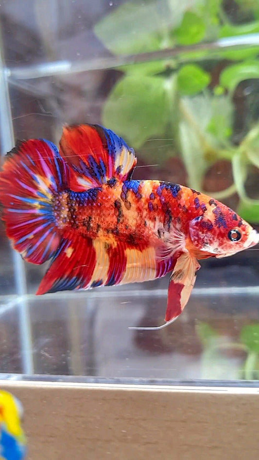 GIANT PLAKAT BO 5CM+ RED ORANGE MULTICOLOR BETTA FISH