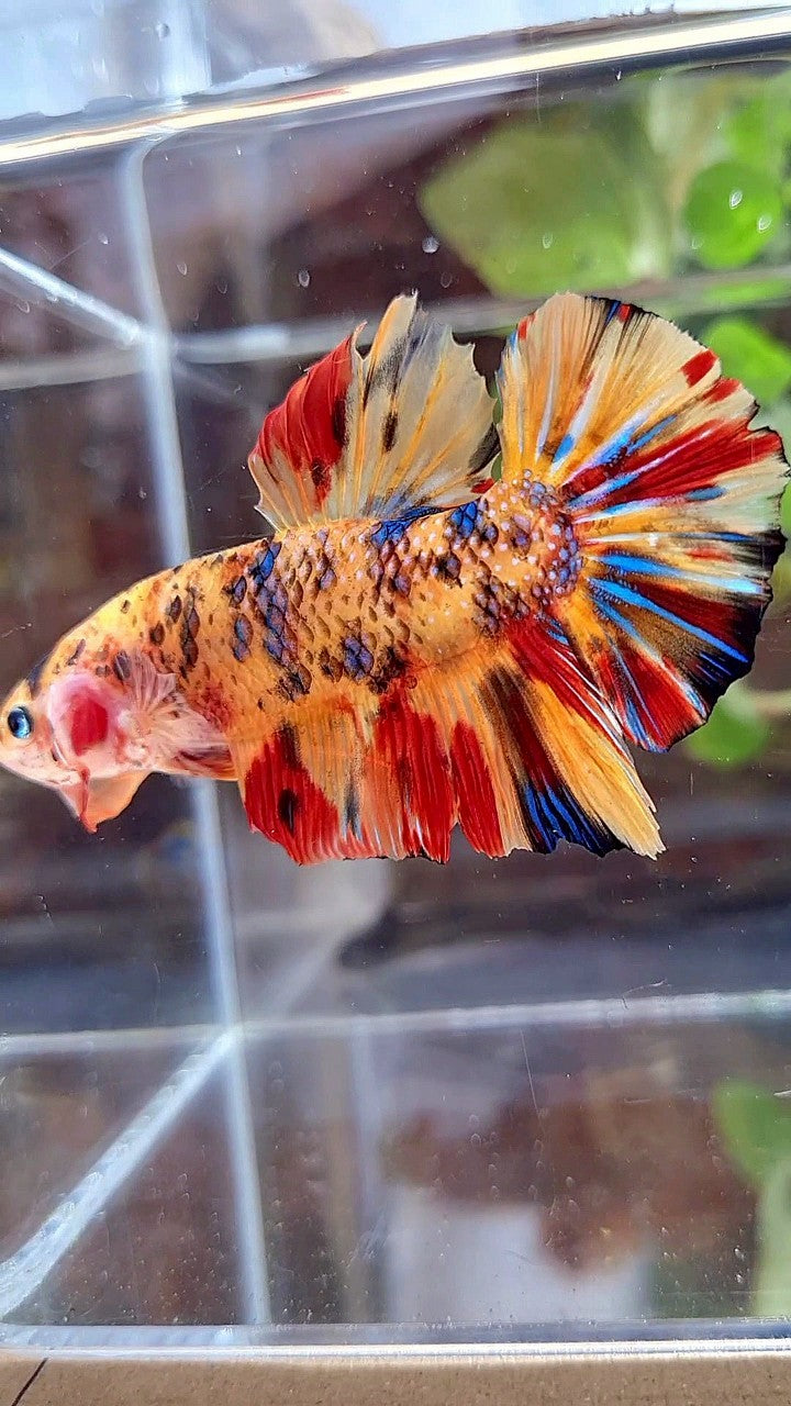 GIANT PLAKAT BO 5,5CM+ ORANGE TIGER METTALIC MULTICOLOR BETTA FISH