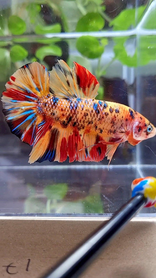 GIANT PLAKAT BO 5,5CM+ ORANGE TIGER METTALIC MULTICOLOR BETTA FISH
