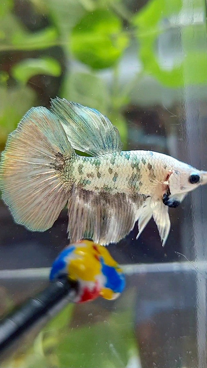 HALFMOON COPPER DOTS MARBLE BETTA FISH