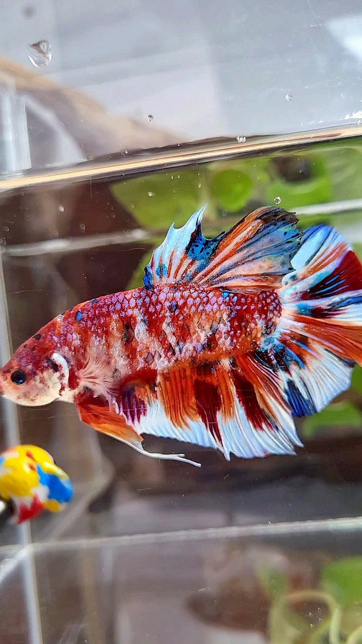 GIANT HMPK BO 5,5CM+ ORANGE WHITE METTALIC MULTICOLOR BETTA FISH