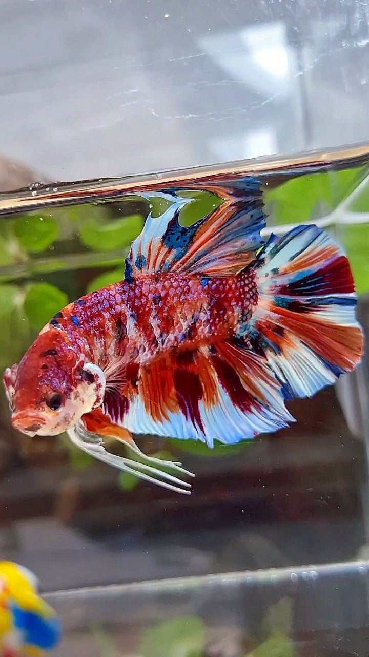 GIANT HMPK BO 5,5CM+ ORANGE WHITE METTALIC MULTICOLOR BETTA FISH