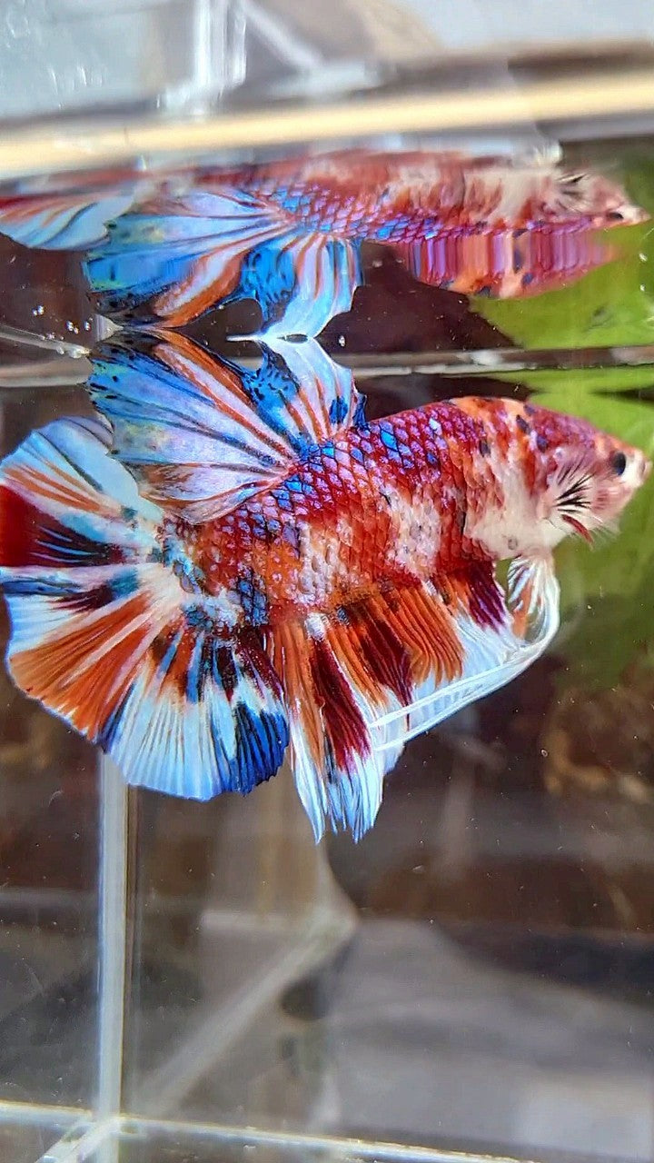 GIANT HMPK BO 5,5CM+ ORANGE WHITE METTALIC MULTICOLOR BETTA FISH
