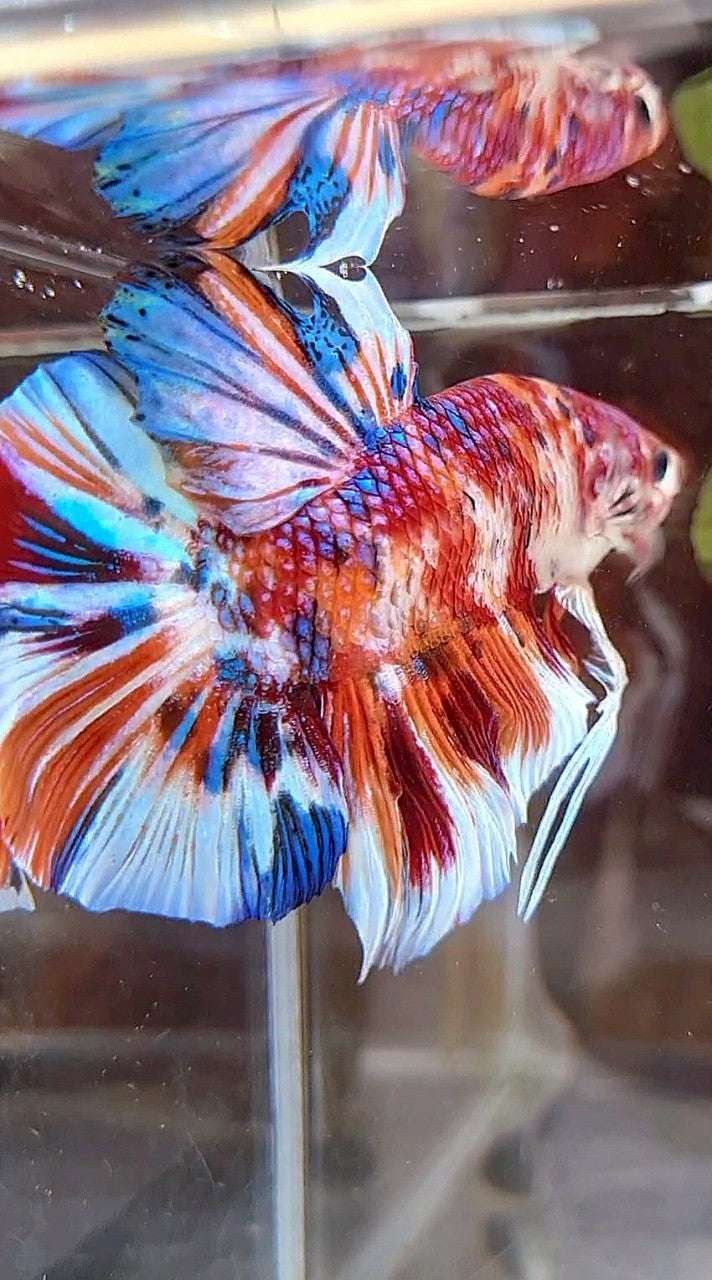 GIANT HMPK BO 5,5CM+ ORANGE WHITE METTALIC MULTICOLOR BETTA FISH