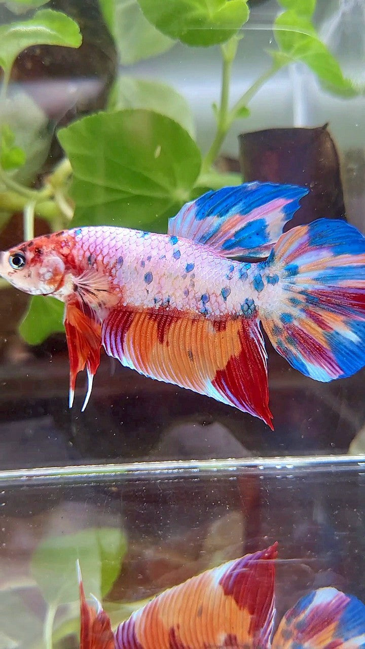 GIANT PLAKAT BO 4,7CM+ RAINBOW FANCY MULTICOLOR BETTA FISH