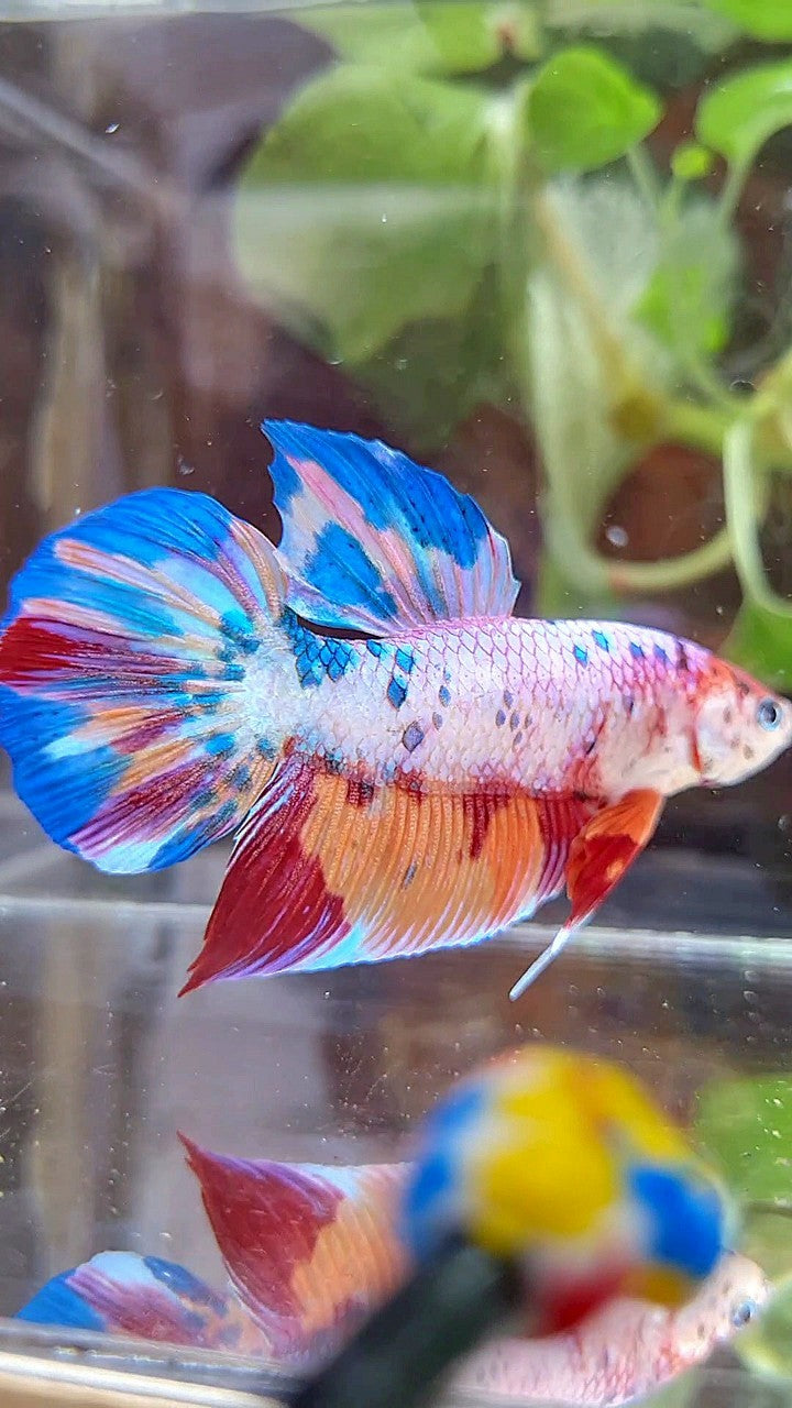 GIANT PLAKAT BO 4,7CM+ RAINBOW FANCY MULTICOLOR BETTA FISH