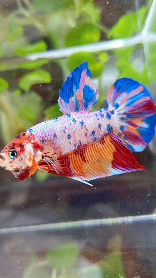 GIANT PLAKAT BO 4,7CM+ RAINBOW FANCY MULTICOLOR BETTA FISH