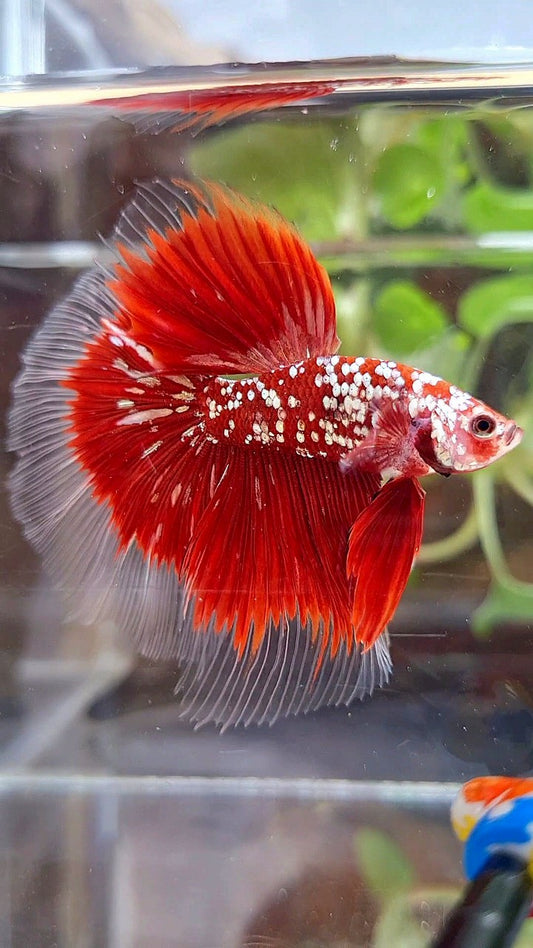 HALFMOON ROSETAIL RED GOLD STAR GALAXY BETTA FISH
