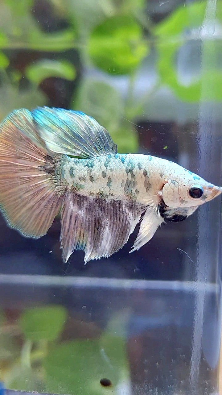 HALFMOON COPPER DOTS MARBLE BETTA FISH