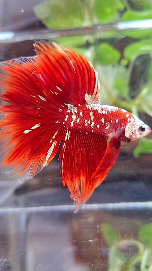 HALFMOON ROSETAIL RED GOLD GALAXY BETTA FISH