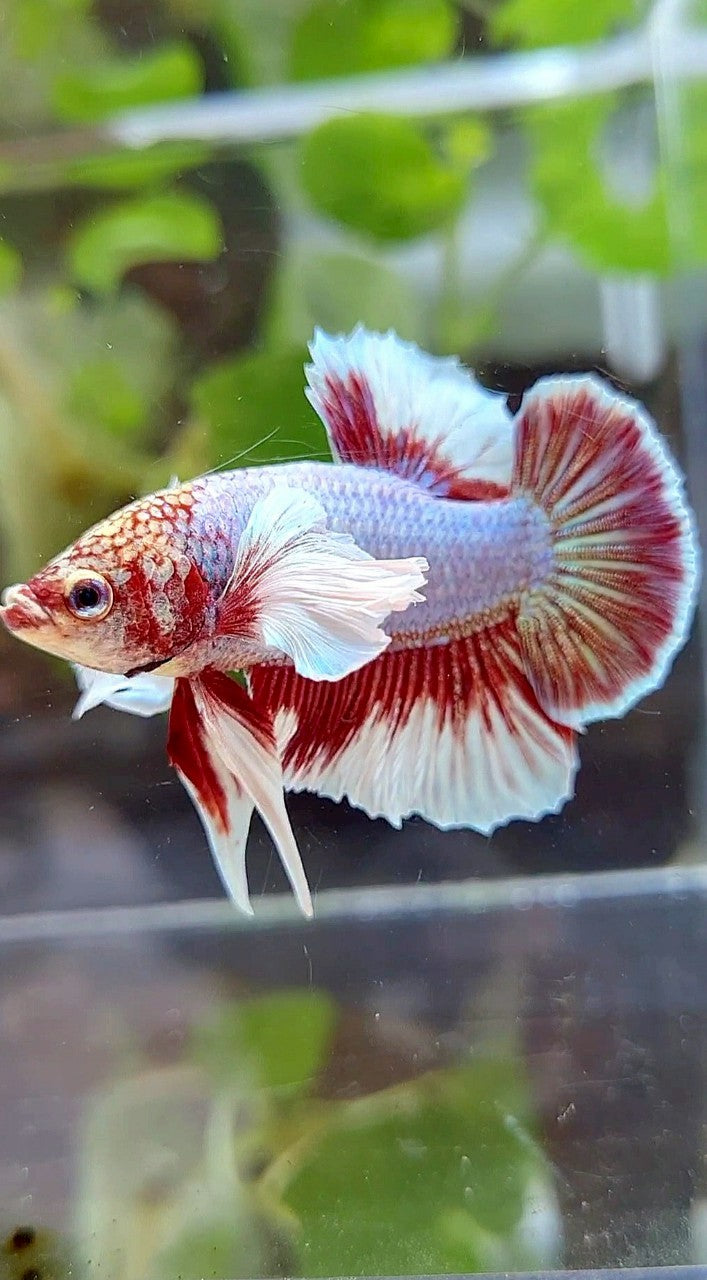 PLAKAT DUMBO EAR PURPLE BUTTERFLY BETTA FISH