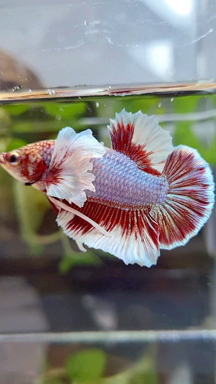PLAKAT DUMBO EAR PURPLE BUTTERFLY BETTA FISH