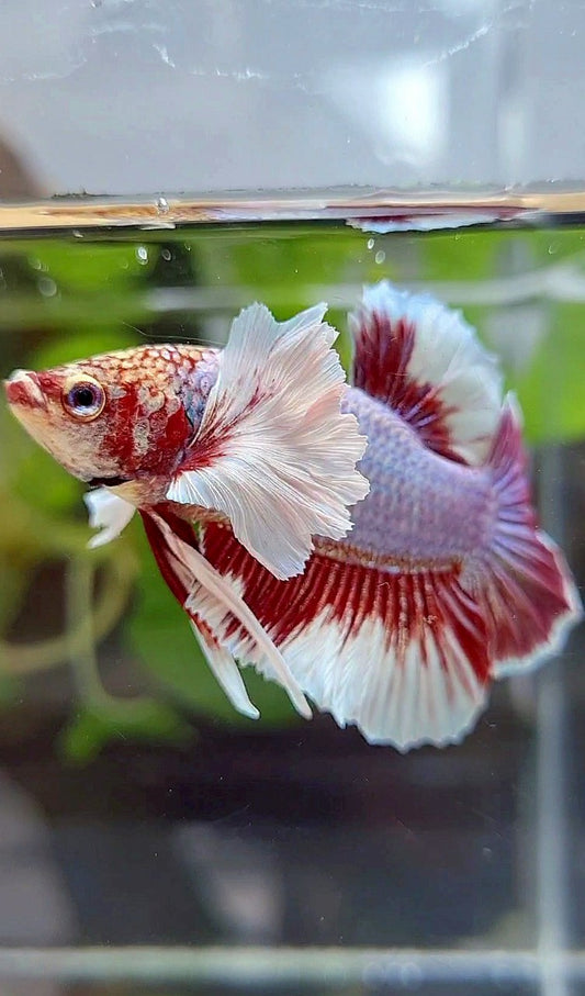 PLAKAT DUMBO EAR PURPLE BUTTERFLY BETTA FISH