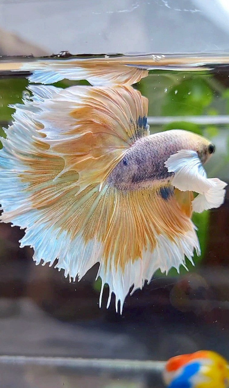 HALFMOON ROSETAIL SUPER DUMBO EAR YELLOW BUTTERFLY PURPLE BETTA FISH