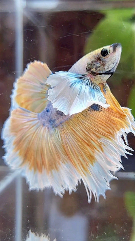 HALFMOON ROSETAIL SUPER DUMBO EAR YELLOW BUTTERFLY PURPLE BETTA FISH