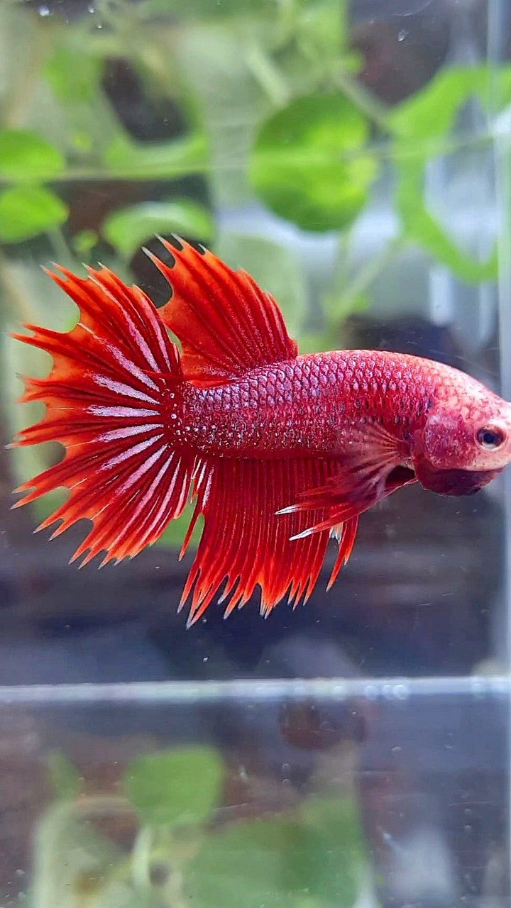 CROWNTAIL HALFSUN RED PURPLE FANCY BETTA FISH