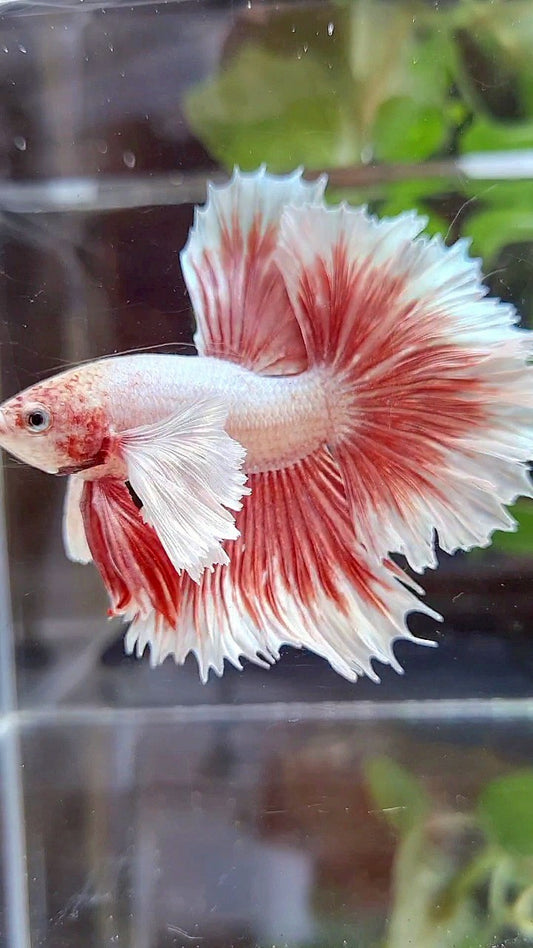 HALFMOON ROSETAIL SUPER DUMBO EAR ROSEGOLD BUTTERFLY BETTA FISH
