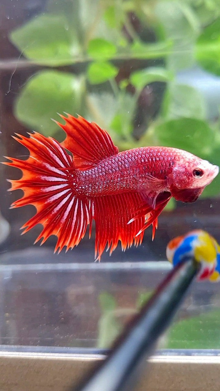 CROWNTAIL HALFSUN RED PURPLE FANCY BETTA FISH