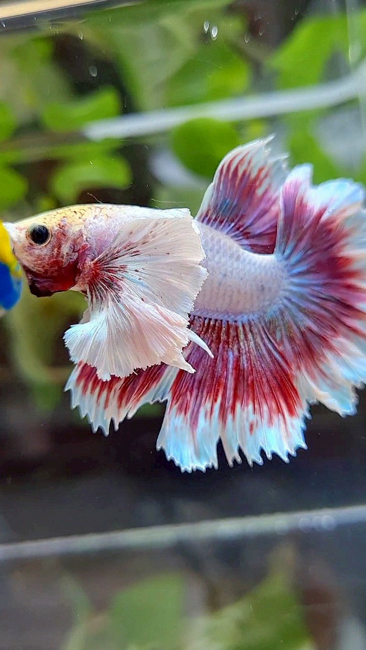 HALFMOON FEATHER SUPER DUMBO EAR PURPLE PINK BUTTERFLY BETTA FISH