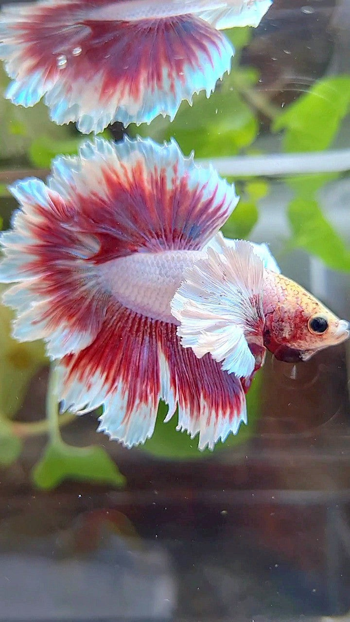 HALFMOON FEATHER SUPER DUMBO EAR PURPLE PINK BUTTERFLY BETTA FISH