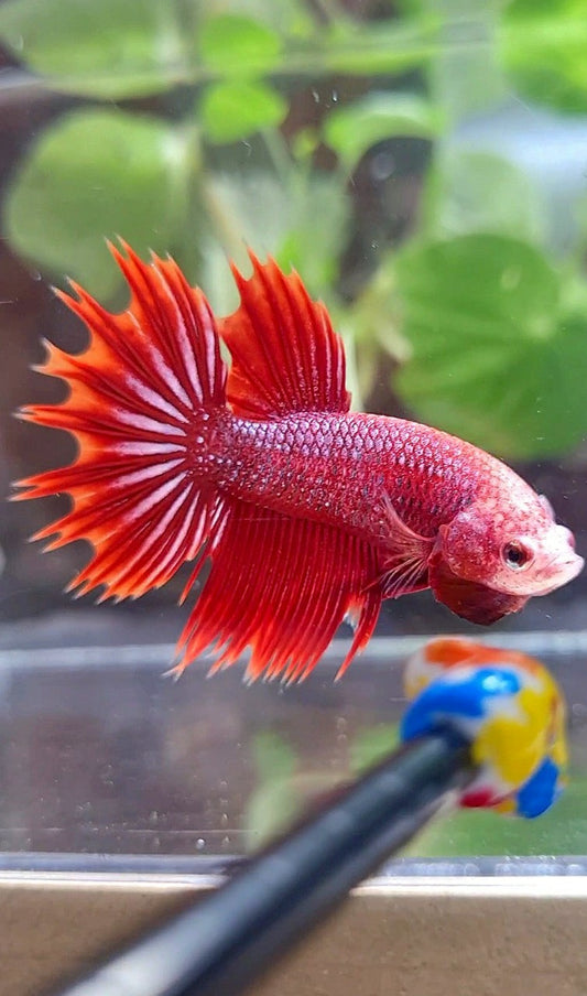 CROWNTAIL HALFSUN RED PURPLE FANCY BETTA FISH
