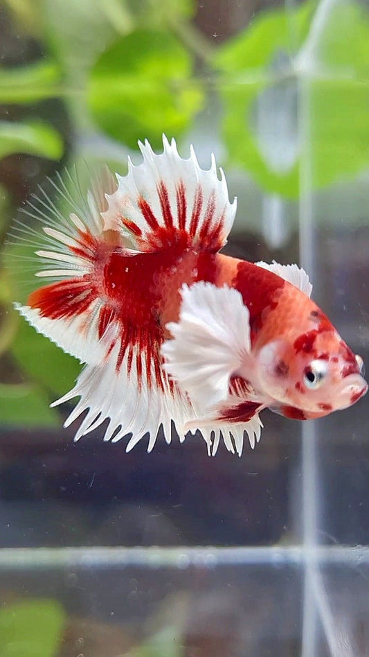 CROWNTAIL PLAKAT DUMBO EAR ORANGE KOI MULTICOLOR BETTA FISH