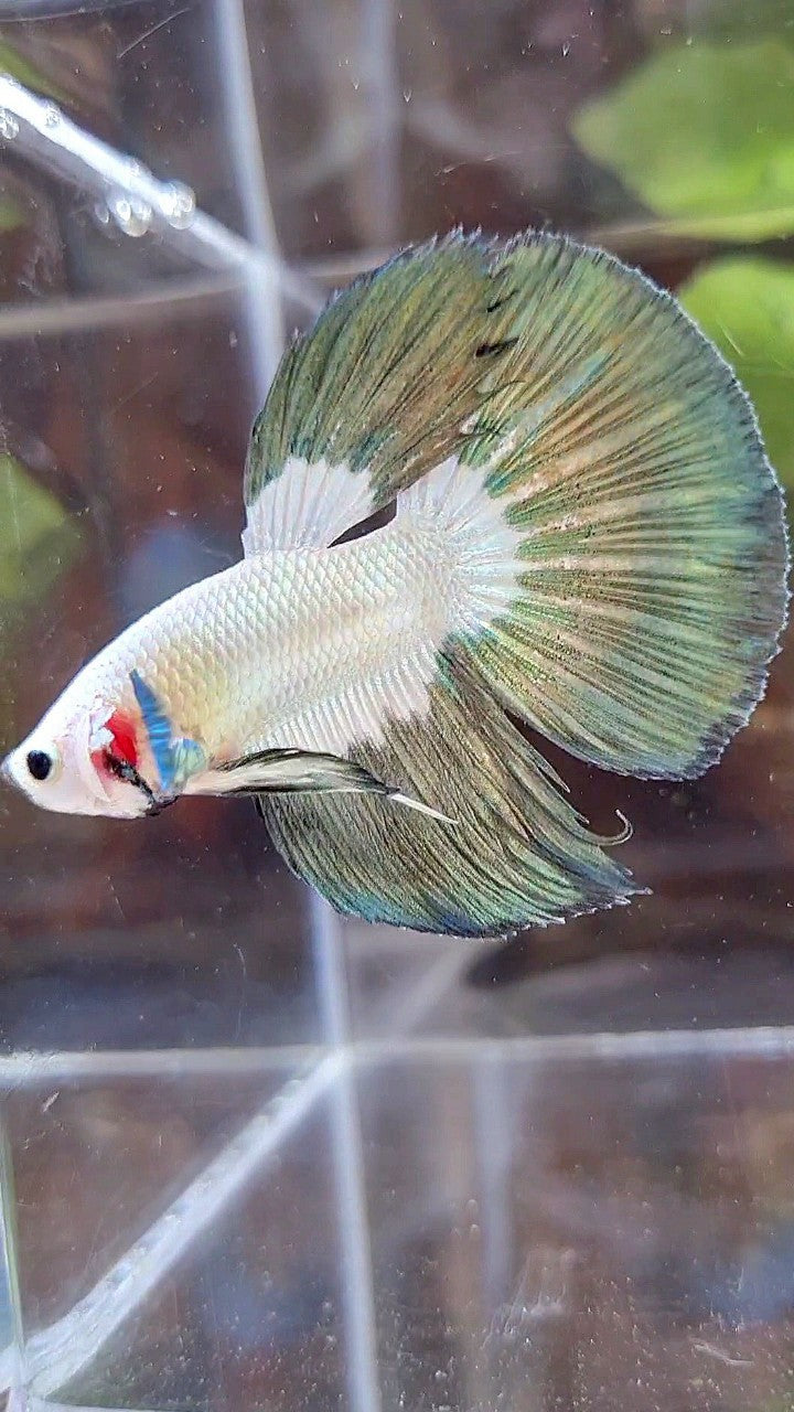 HALFMOON COPPER RIM BUTTERFLY BETTA FISH