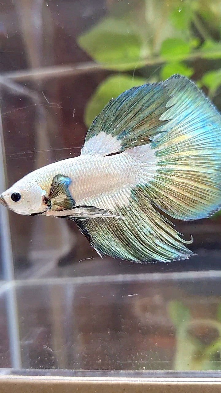 HALFMOON COPPER RIM BUTTERFLY BETTA FISH