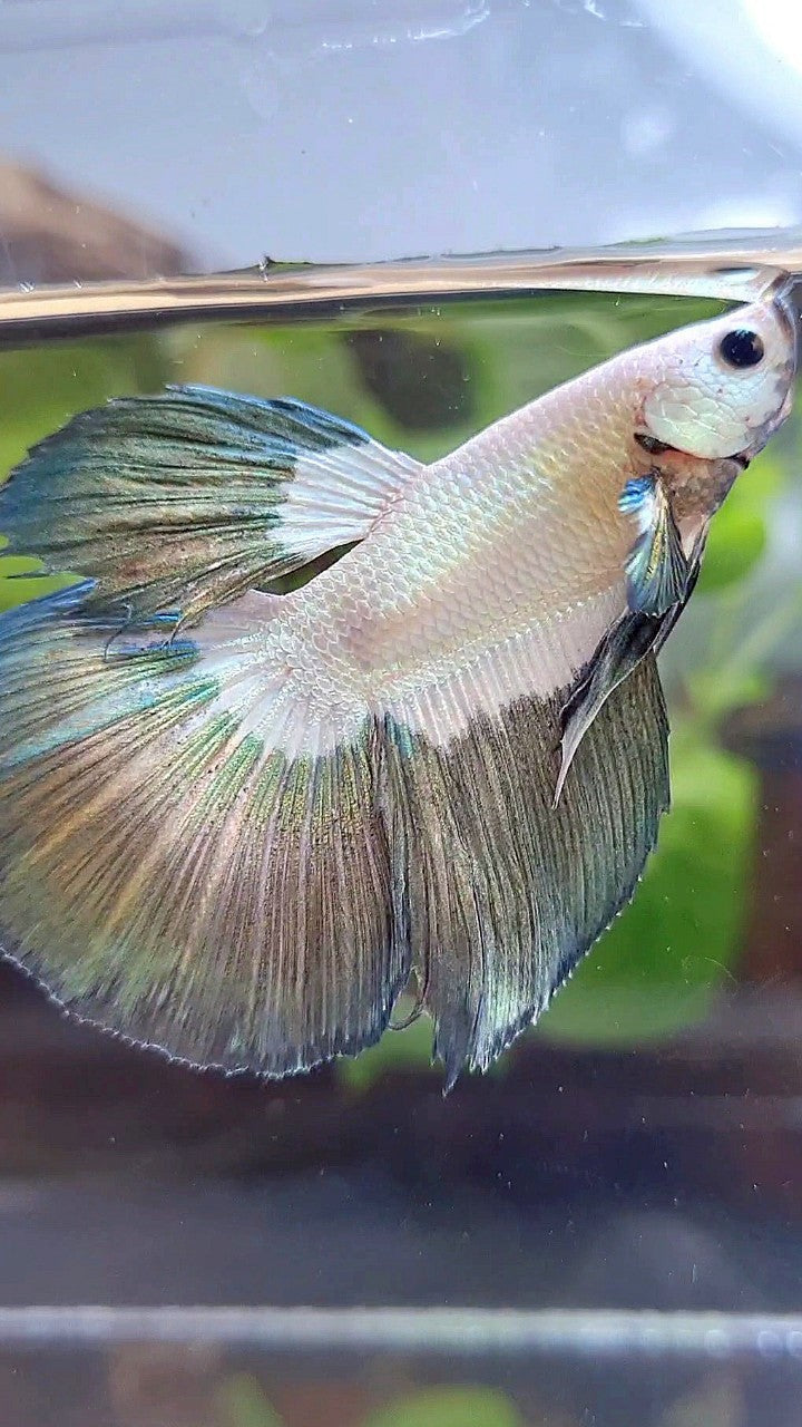 HALFMOON COPPER RIM BUTTERFLY BETTA FISH
