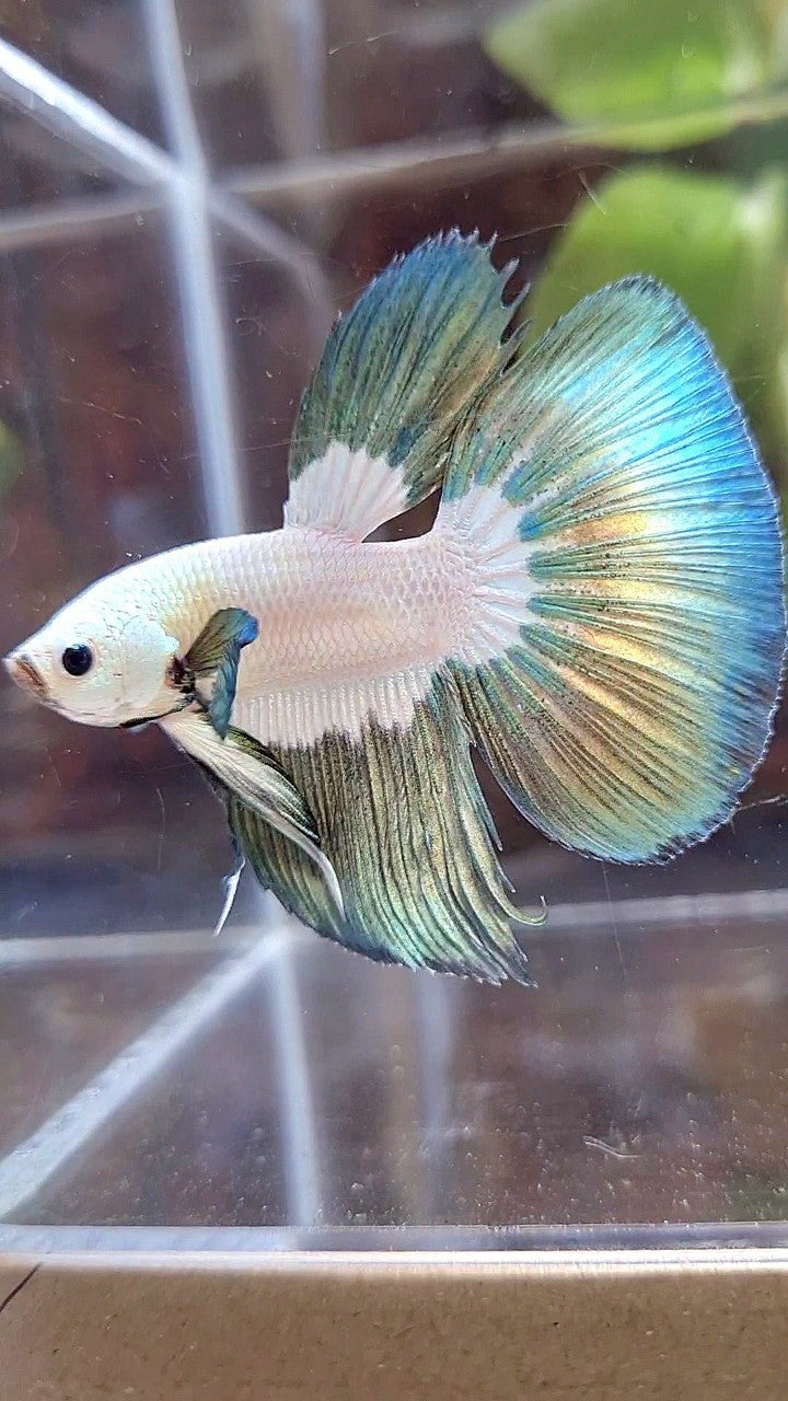 HALFMOON COPPER RIM BUTTERFLY BETTA FISH
