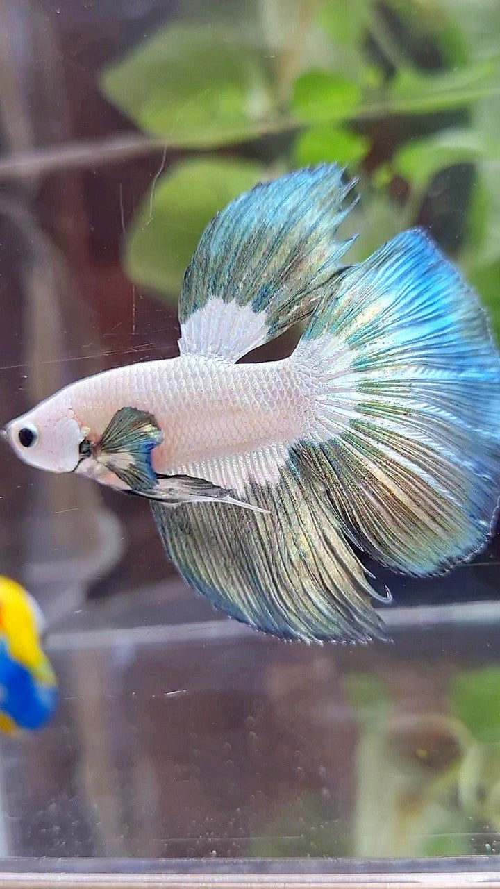 HALFMOON COPPER RIM BUTTERFLY BETTA FISH