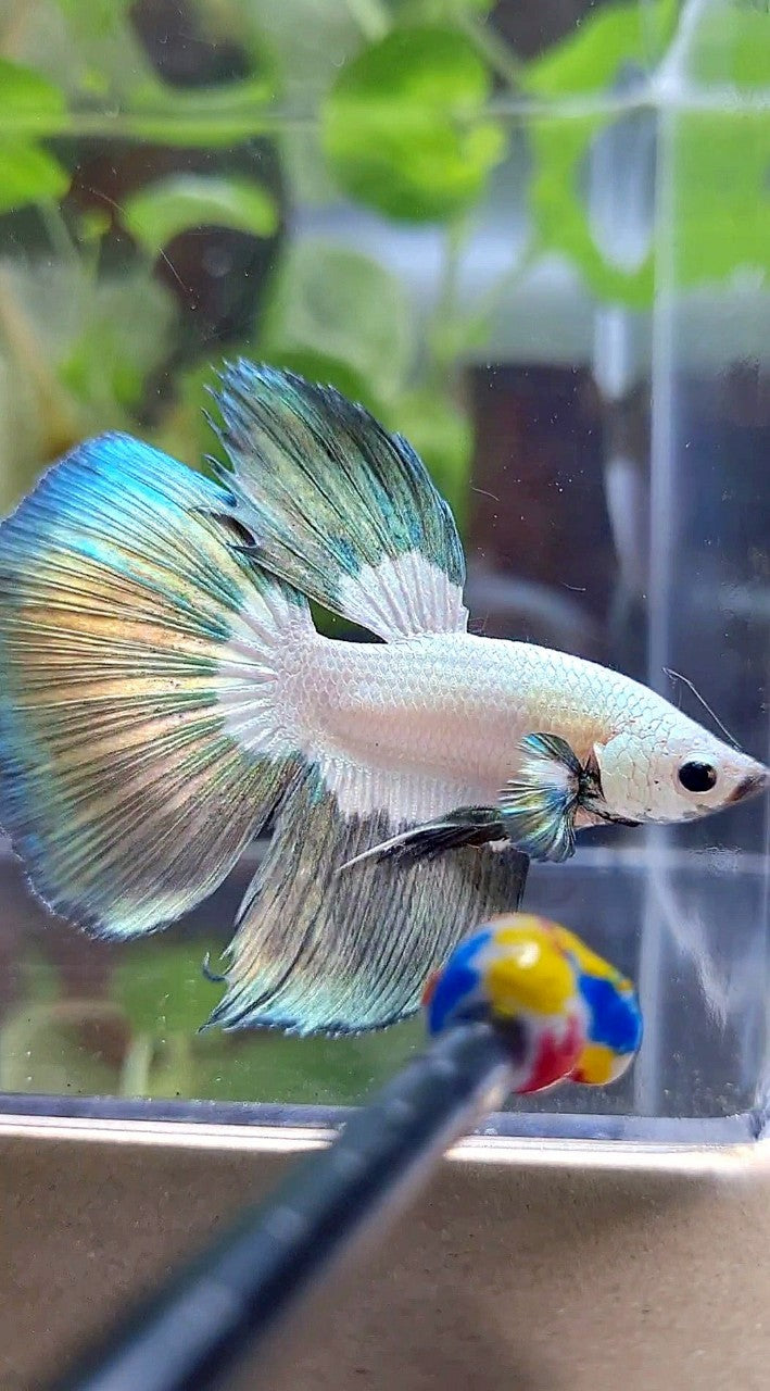 HALFMOON COPPER RIM BUTTERFLY BETTA FISH