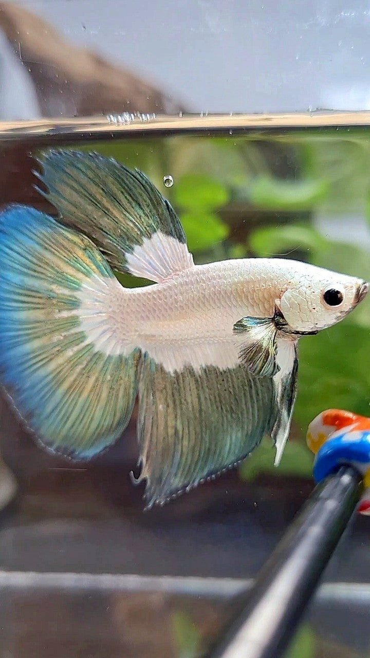 HALFMOON COPPER RIM BUTTERFLY BETTA FISH