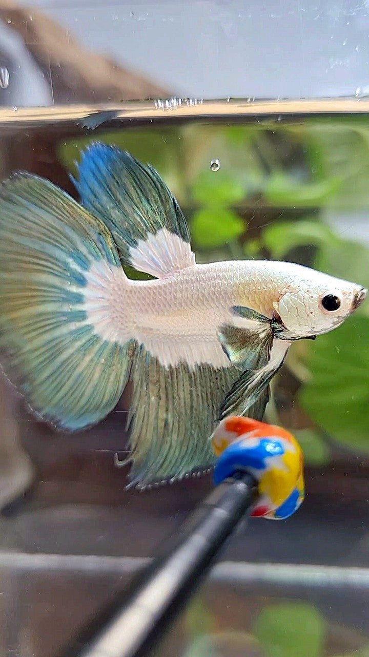 HALFMOON COPPER RIM BUTTERFLY BETTA FISH