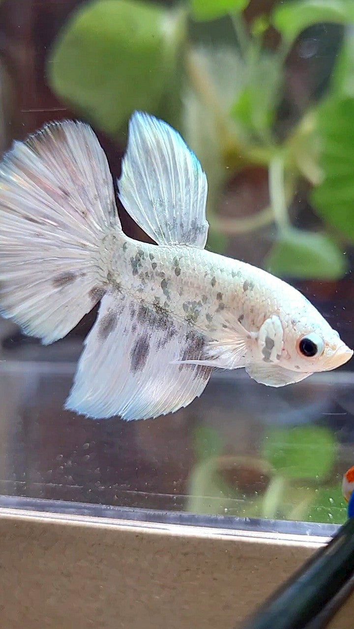 HALFMOON WHITE SUPER DOTS COPPER MARBLE BETTA FISH