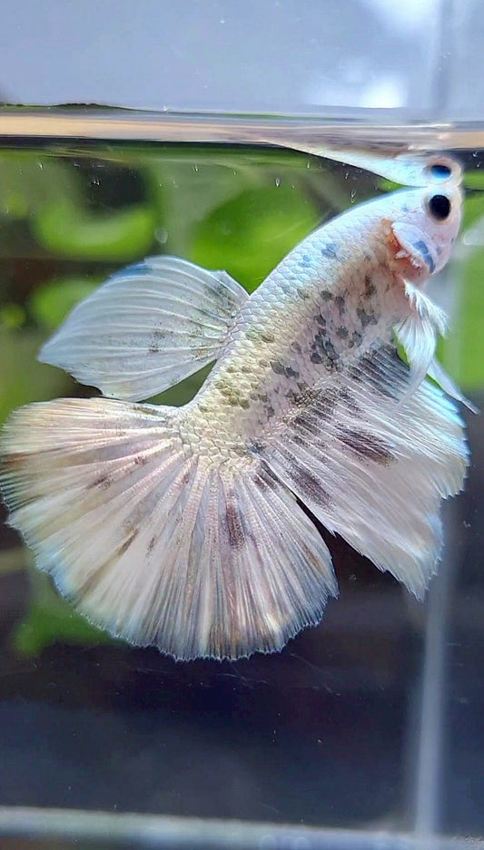 HALFMOON WHITE SUPER DOTS COPPER MARBLE BETTA FISH