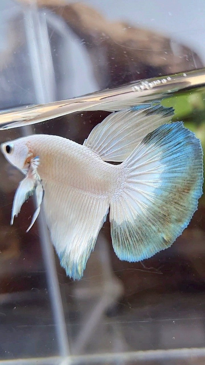 HALFMOON COPPER RIM BUTTERFLY PATTERN BETTA FISH