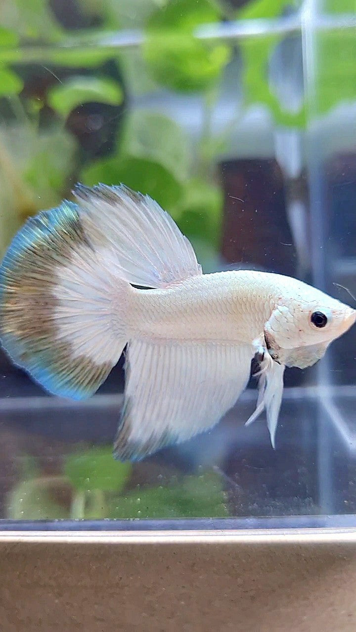 HALFMOON COPPER RIM BUTTERFLY PATTERN BETTA FISH