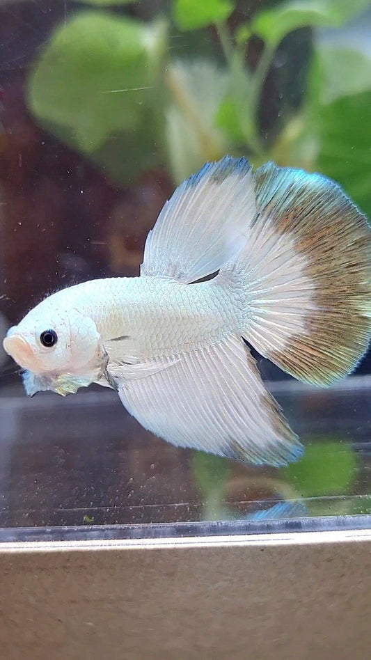 HALFMOON COPPER RIM BUTTERFLY PATTERN BETTA FISH