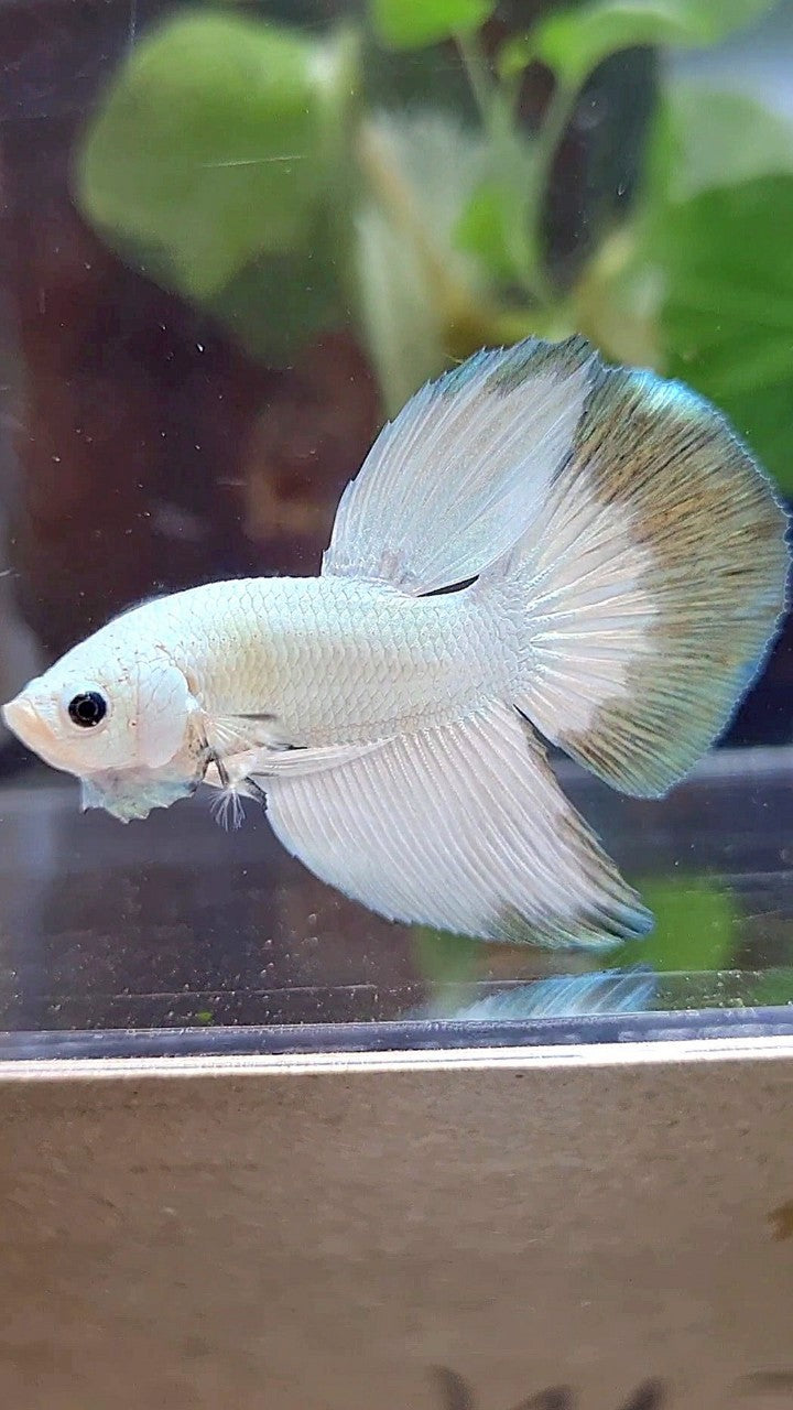 HALFMOON COPPER RIM BUTTERFLY PATTERN BETTA FISH